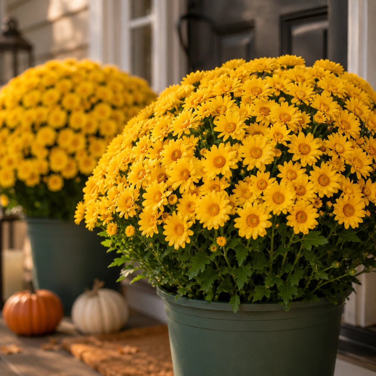 Gold artificial mum flower bushes closeup