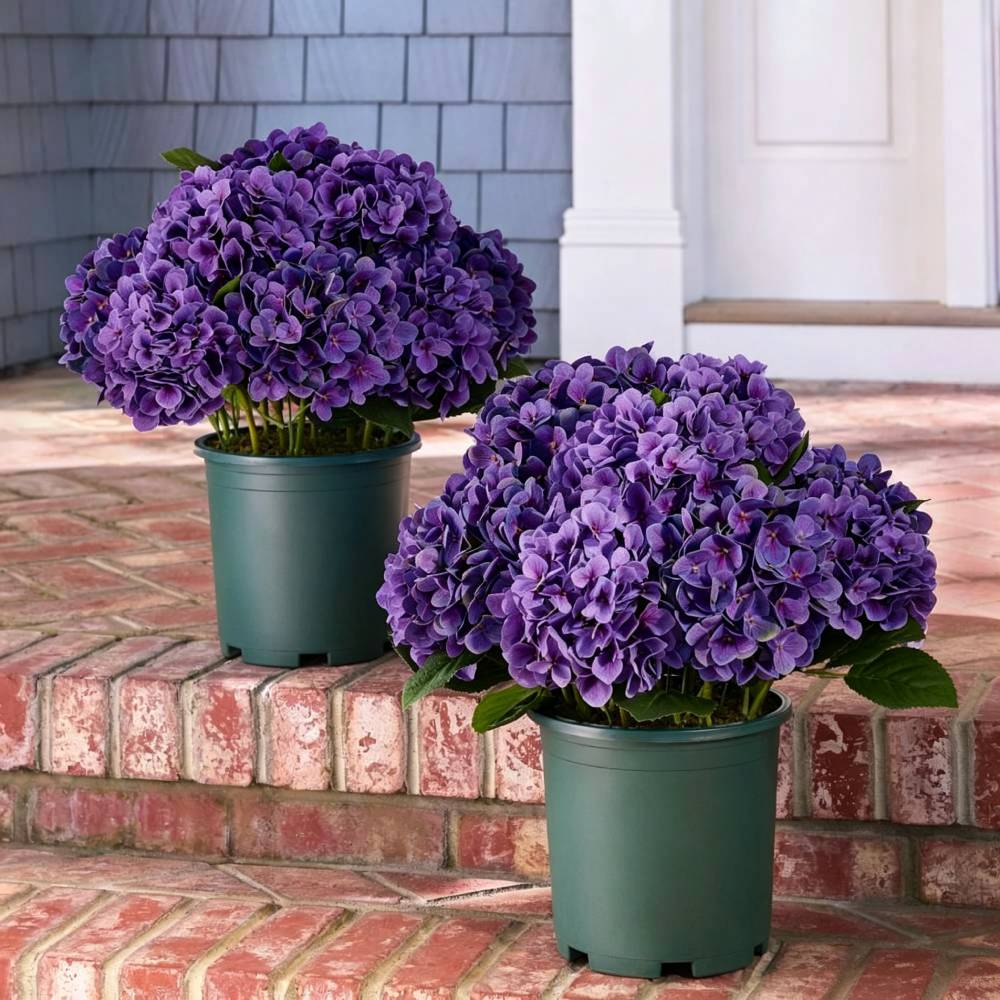 🔥Last Day 70% OFF💐Artificial Outdoor Hydrangea Flowers - UV resistant, Waterproof, Windproof