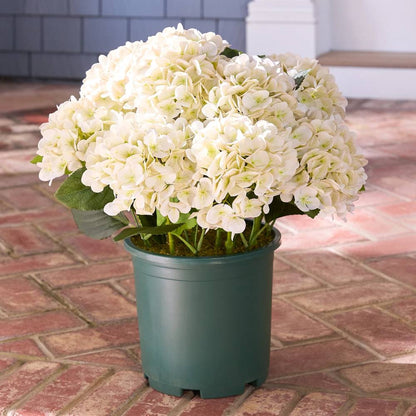 🔥Last Day 70% OFF💐Artificial Outdoor Hydrangea Flowers - UV resistant, Waterproof, Windproof