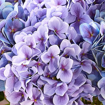 🔥Last Day 70% OFF💐Artificial Outdoor Hydrangea Flowers - UV resistant, Waterproof, Windproof