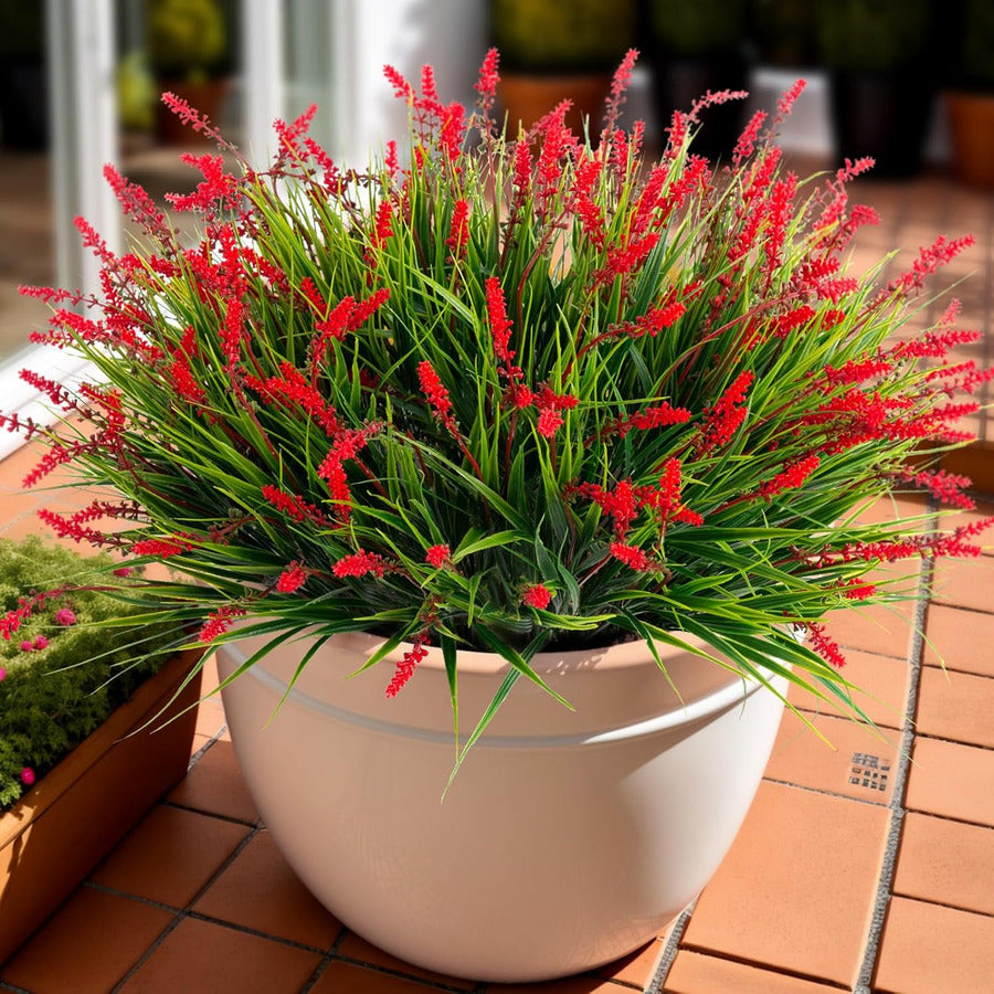 Red faux monkey grass